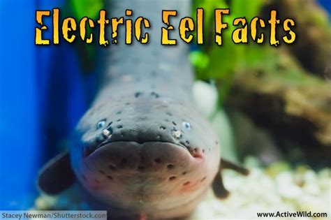 Electric Eel for Kids .